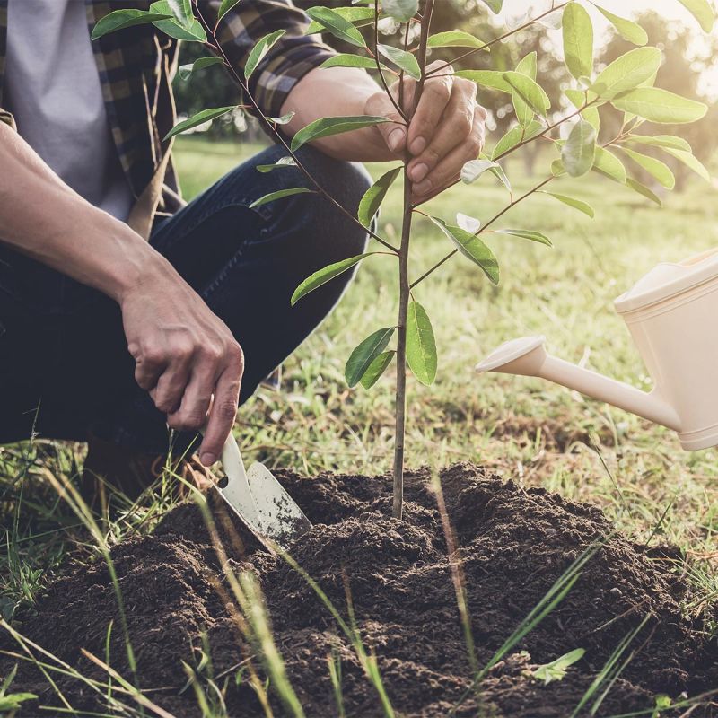 Replant Replant